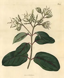 Kamettia caryophyllata