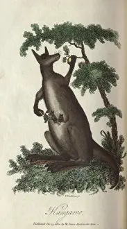 Kangaroo
