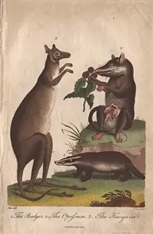 Ebenezer Prints: Kangaroo, badger and opossum, Macropus giganteus