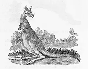 Recently Prints: Kangaroo (Bewick)