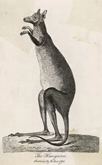 Accounts Collection: Kangaroo / Cook 1790