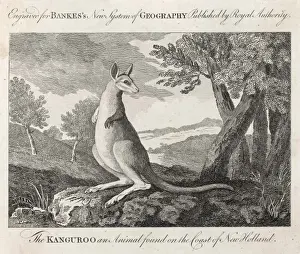 Kangaroo / Cook C1770