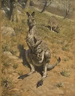 A Kangaroo with a joey