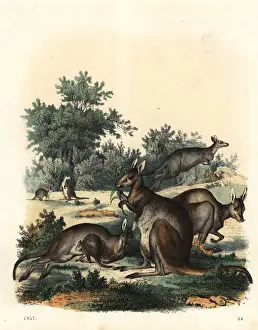 Giganteus Prints: Kangaroo, Macropus giganteus