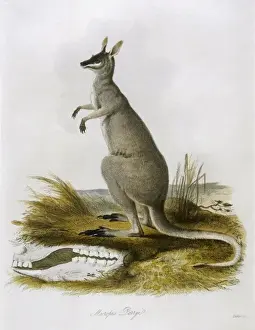 1835 Prints: Kangaroo / Parryi 1835