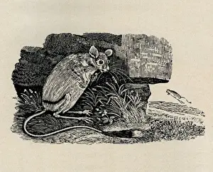 Bewick Prints: Kangaroo rat