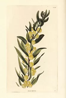 Acacia Gallery: Kangaroo thorn or prickly wattle, Acacia paradoxa