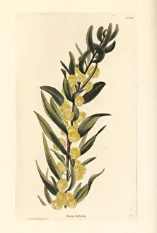 Acacia Gallery: Kangaroo thorn or prickly wattle, Acacia paradoxa