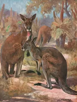Rufus Prints: Kangaroos 1909