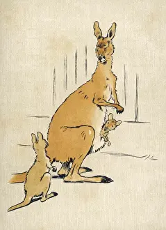 Al Din Prints: Kangaroos Aldin 1907