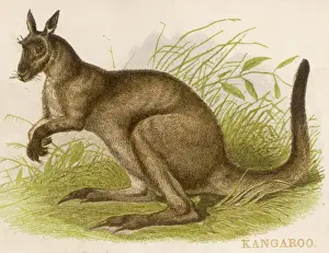 Kangaroos Prints: Kangaroos / Brittan / Scrap