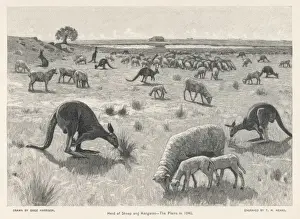 Kangaroos & Sheep 1840