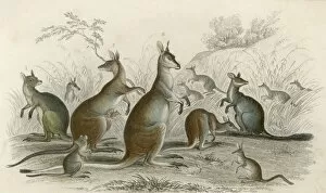 Images Dated 24th May 2012: Kangaroos Various 19C