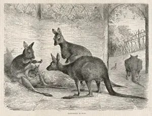 Kangaroos in Zoo 1879