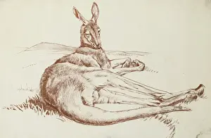 Kangeroo