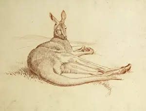 Kangeroo