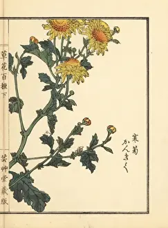 Kangiku or winter chrysanthemum, Chrysanthemum indicum