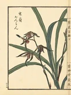 Kanran orchid, Cymbidium kanran Makino