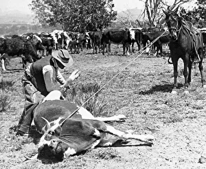 Kansas USA Cowboy using lasso possibly 1920s