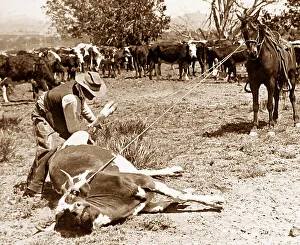 Kansas USA Cowboy using lasso possibly 1920s