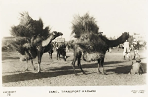 Karachi - Camel Train Karachi - Camel Train