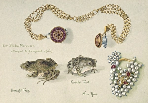 Neobatrachia Gallery: Karachi Frog