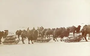 Karaganda, Kazakhstan - Camels pulling sleds of ore