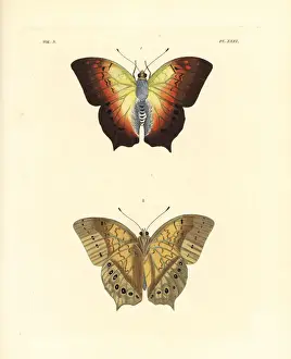 Charaxes Prints: Karkloof emperor or pearl emperor butterfly