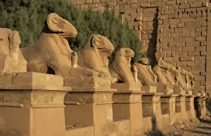 Amon Gallery: Karnak Temple. Avenue of sphinxes with rams head (symbol of