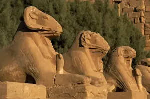 Karnak Temple. Avenue of sphinxes with rams head (symbol of