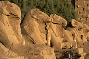 Karnak Temple. Avenue of sphinxes with rams head (symbol of