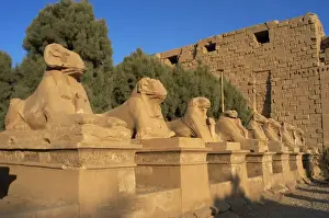 Karnak Temple. Avenue of sphinxes with rams head (symbol of