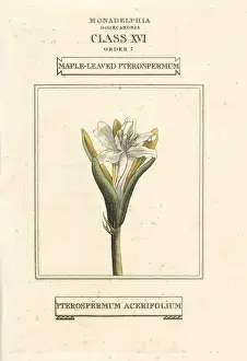 Classes Prints: Karnikara tree, Pterospermum acerifolium