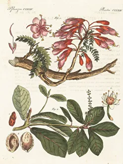Gotz Prints: Karoo boer-bean and Malabar almond
