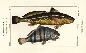 Gadus Prints: Karut croaker and black drum