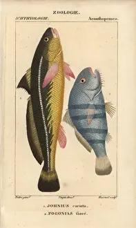 Hippolyte Prints: Karut croaker, Johnius carutta, and black drum