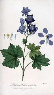 The Kashmir delphinium