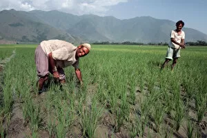 Planters Gallery: Kashmir - two male rice planters in foothills of Himalayas