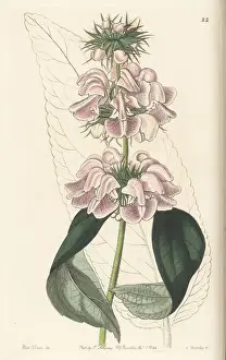 Seeds Prints: Kashmir sage or Cashmere phlomis, Phlomis cashmeriana