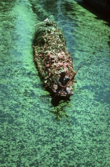 Afloat Gallery: Kashmir, Srinagar - boatman paddles boat with animal fodder