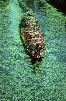 Fodder Prints: Kashmir, Srinagar - boatman paddles boat with animal fodder