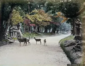 Kyoto Prints: Kasuga at Nara
