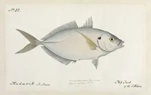Robert Neill Prints: Katsuwonus pelamis, skipjack of the Settlers
