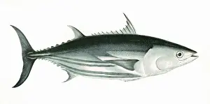 Stripe Prints: Katsuwonus pelamis, or Skipjack tuna