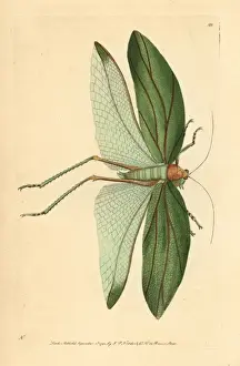 Katydid, Stilpnochlora laurifolia