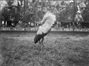 Stretches Prints: Kavirondo Crane 1930S