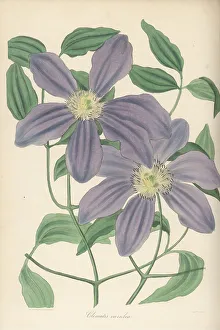 Magazine Of Botany Prints: Kazeguruma, Clematis patens