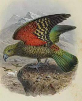 A History Of The Birds Of New Zealand Gallery: Kea, Nestor notabilis