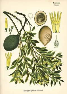 Kebrako or white quebracho, Aspidosperma quebracho-blanco