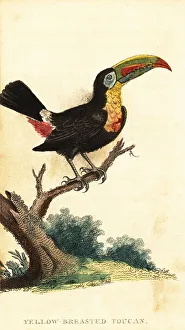 George Edwards Prints: Keel-billed toucan, Ramphastos sulfuratus